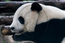 Adolescent Giant Pandas at the Giant Panda Breeding and Research Centre, Chengdu, Sichuan