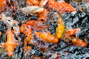 Fish at the Giant Panda Breeding and Research Centre, Chengdu, Sichuan