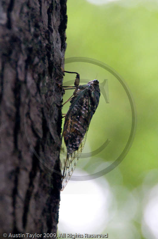 Large beetle at Baoguo, Emeishan, Sichuan