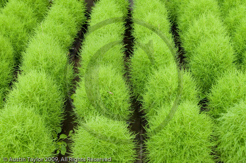Plants, Wannian Monastary, Emei Mountain, Sichuan
