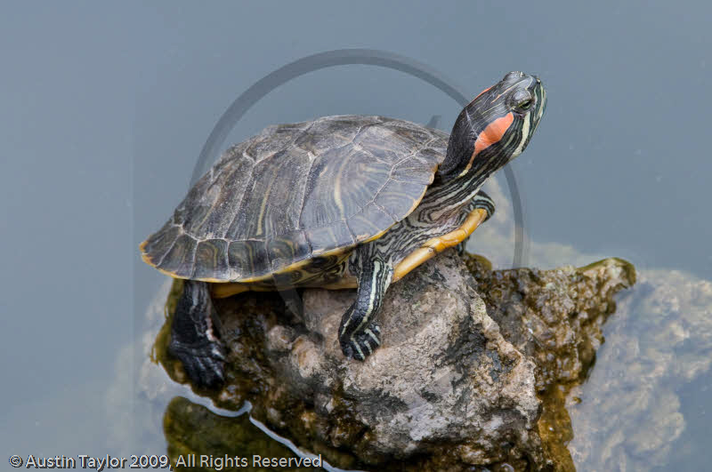 Terrapins, Wannian Monastary, Emei Mountain, Sichuan