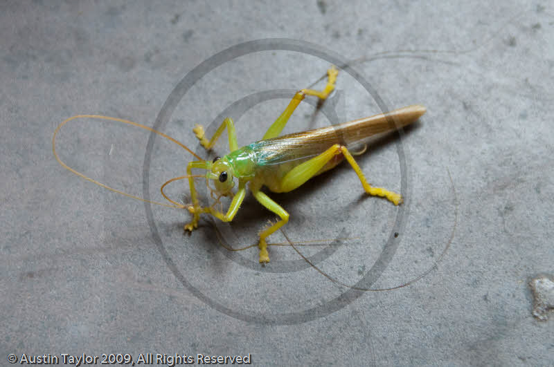 Cricket, Wannian Monastary, Emei Mountain, Sichuan