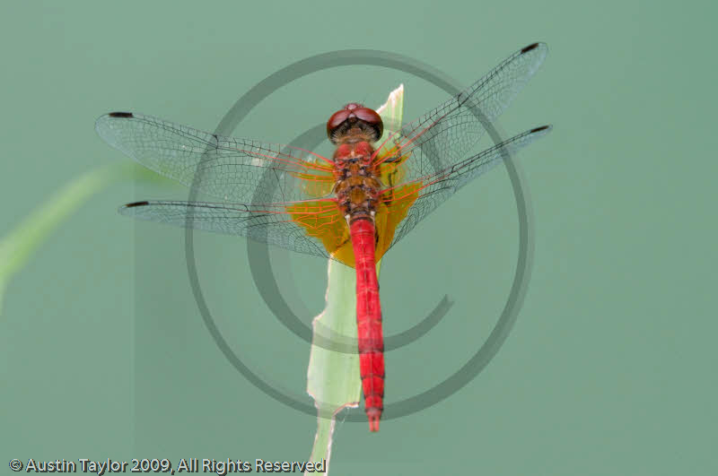 Dragonfly at Wannian Monastary, Emei Mountain, Sichuan