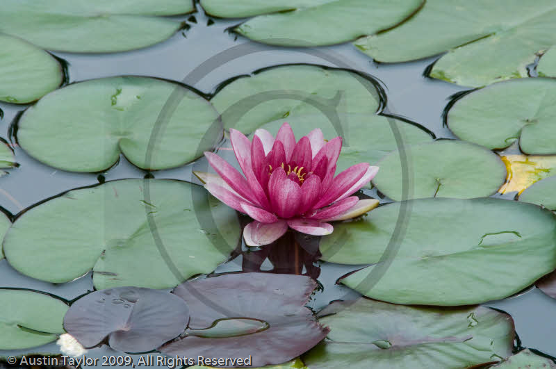 Lotus Flower at Wannian Monastary, Emei Mountain, Sichuan