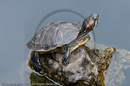 Terrapins, Wannian Monastary, Emei Mountain, Sichuan