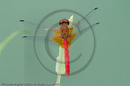 Dragonfly at Wannian Monastary, Emei Mountain, Sichuan