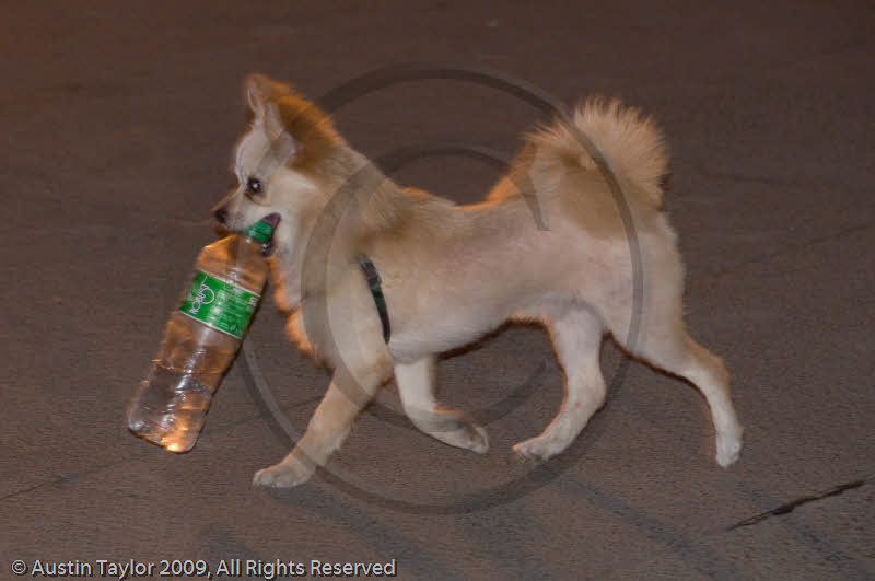 Small dog, Xi'an