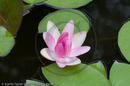 Lotus flower at Great Mosque, Xi'an