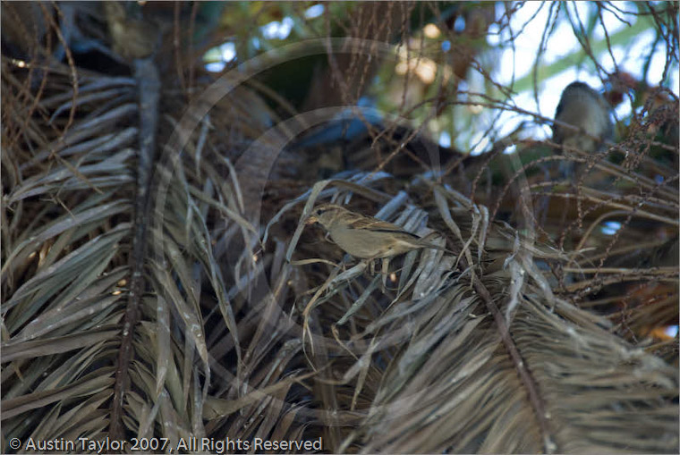 Sparrows roosting next to the church at the harbour at Aegina, Greece 23 September 2007