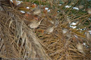 Sparrows roosting next to the church at the harbour at Aegina, Greece 23 September 2007