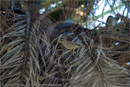 Sparrows roosting next to the church at the harbour at Aegina, Greece 23 September 2007