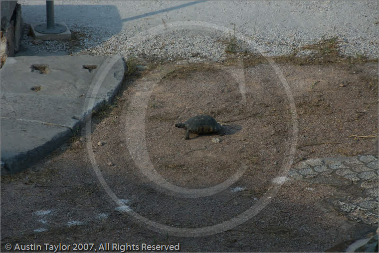 Tortoise at Roman Agora, Athens, 20 September 2007