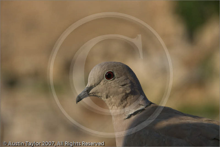 Collared dove at Roman Agora, Athens, 20 September 2007