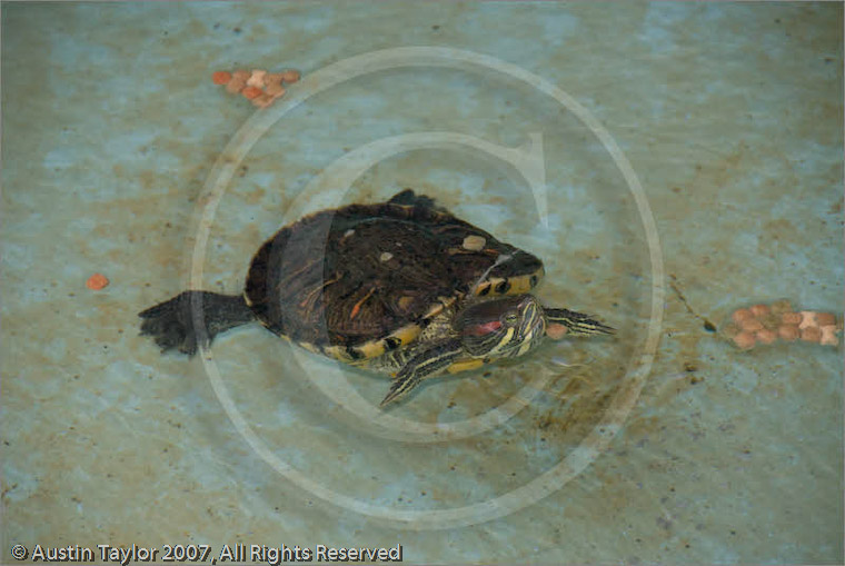 Terrapins in a pond in the National Garden, Athens, 20 September 2007