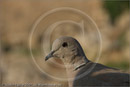 Collared dove at Roman Agora, Athens, 20 September 2007