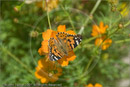 Painted Lady butterfly on flower, Acropolis, Athens, Greece 21 September 2007