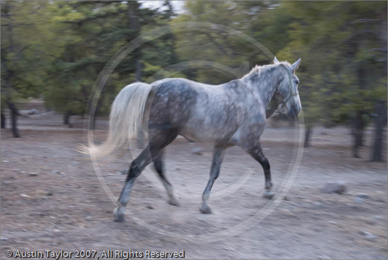 Pony after work, hill of the National Observatory, Athens, Greece 25 September 2007