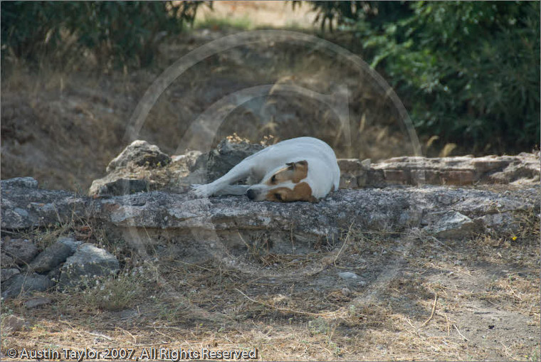 Sleeping dog, Agora, Athens, Greece 26 September 2007