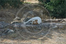 Sleeping dog, Agora, Athens, Greece 26 September 2007