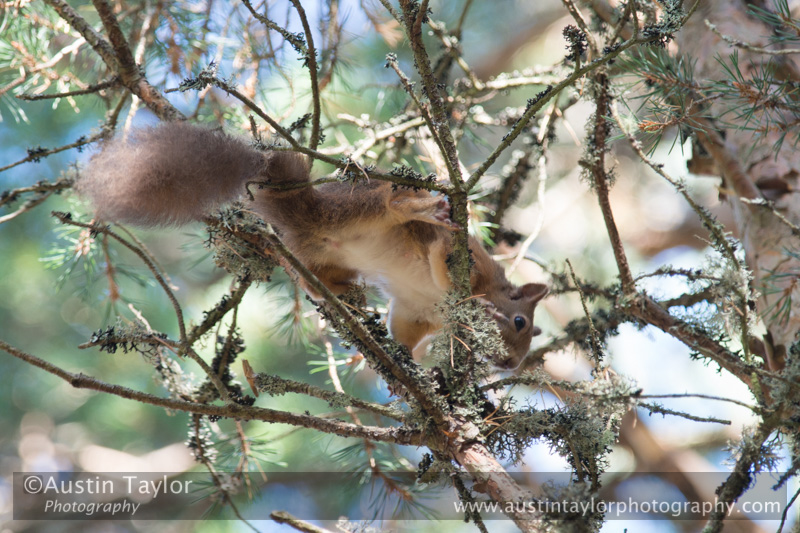 Red Squirrel - Loch Morlich and Glenmore Forest - Day 2 Speyside 2013-10-09_16 Kindrogan - Field Studies Council Autumn Birds and Migration course at Kindrogran, near Enochdhu, Blairgowrie, Perth and Kinross