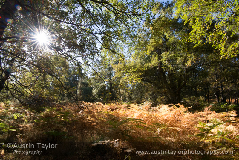 Sunlight through the trees - Loch Morlich and Glenmore Forest - Day 2 Speyside - 2013-10-09_16 Kindrogan - Field Studies Council Autumn Birds and Migration course at Kindrogran, near Enochdhu, Blairgowrie, Perth and Kinross