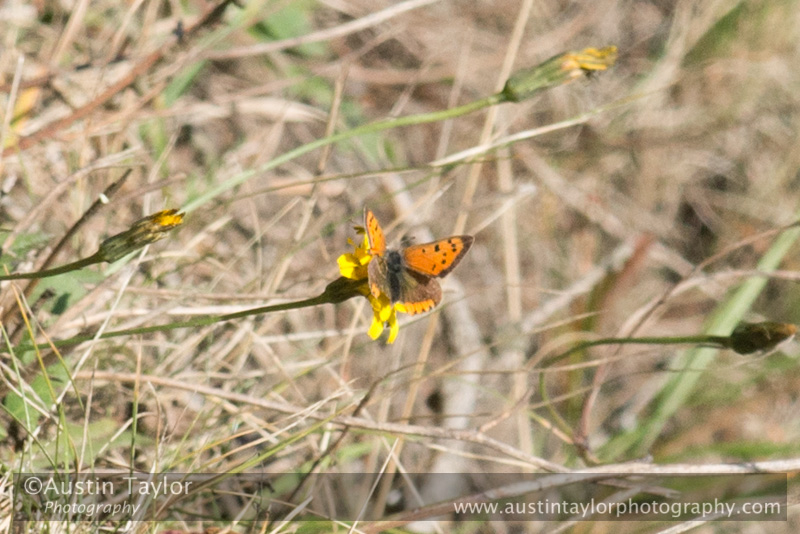 Small Copper butterfly on Autumn Hawk-bit - Day 3 Local Lochs - Drumore, Backwater Reservoir, RSPB Loch of Kinnordy and SWT Lintrathan Loch - 2013-10-09_16 Kindrogan - Field Studies Council Autumn Birds and Migration course at Kindrogran, near Enochdhu, Blairgowrie, Perth and Kinross