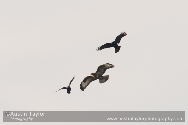 Buzzard at Loch of Kinnordy - Day 3 Local Lochs - Drumore, Backwater Reservoir, RSPB Loch of Kinnordy and SWT Lintrathan Loch - 2013-10-09_16 Kindrogan - Field Studies Council Autumn Birds and Migration course at Kindrogran, near Enochdhu, Blairgowrie, Perth and Kinross