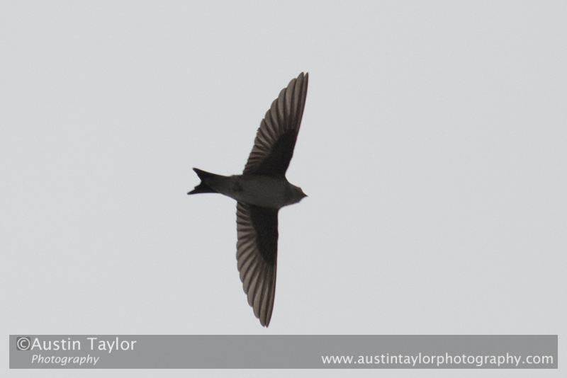 House Martin at Aberfeldy on Day 4 Aberfeldy, Glen Quaich, Loch Freuchie, Sma’ Glen by Glen Almond and Straloch, Strathardle - 2013-10-09_16 Kindrogan - Field Studies Council Autumn Birds and Migration course at Kindrogran, near Enochdhu, Blairgowrie, Perth and Kinross