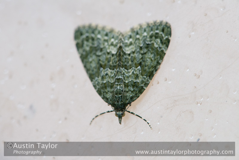 Autumn Green Carpet moth at day 5, looking at the moth traps - 2013-10-09_16 Kindrogan - Field Studies Council Autumn Birds and Migration course at Kindrogran, near Enochdhu, Blairgowrie, Perth and Kinross