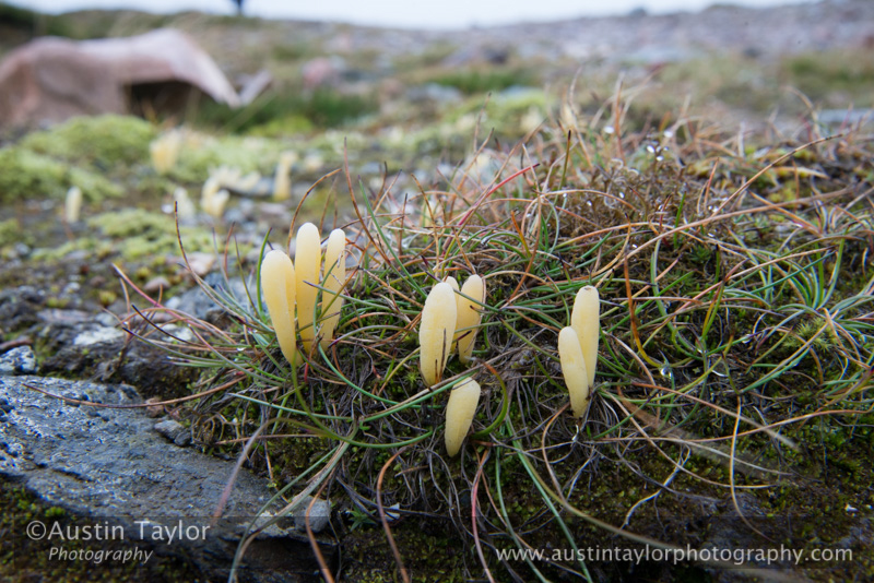 Small fungus on day 5 Glenshee and Meall Odhar 2013-10-09_16 Kindrogan - Field Studies Council Autumn Birds and Migration course at Kindrogran, near Enochdhu, Blairgowrie, Perth and Kinross