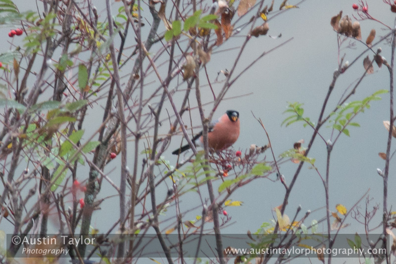 Male and female Bullfinch at Spittal of Glenshee on Day 5 Glenshee and Meall Odhar 2013-10-09_16 Kindrogan - Field Studies Council Autumn Birds and Migration course at Kindrogran, near Enochdhu, Blairgowrie, Perth and Kinross