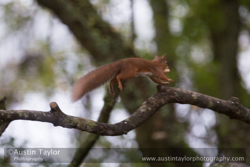 Red Squirrel at Loch of the Lowes on Day 6 Loch of the Lowes, Cally Woods to Mill Dam (north of Dunkeld) - 2013-10-09_16 Kindrogan - Field Studies Council Autumn Birds and Migration course at Kindrogran, near Enochdhu, Blairgowrie, Perth and Kinross