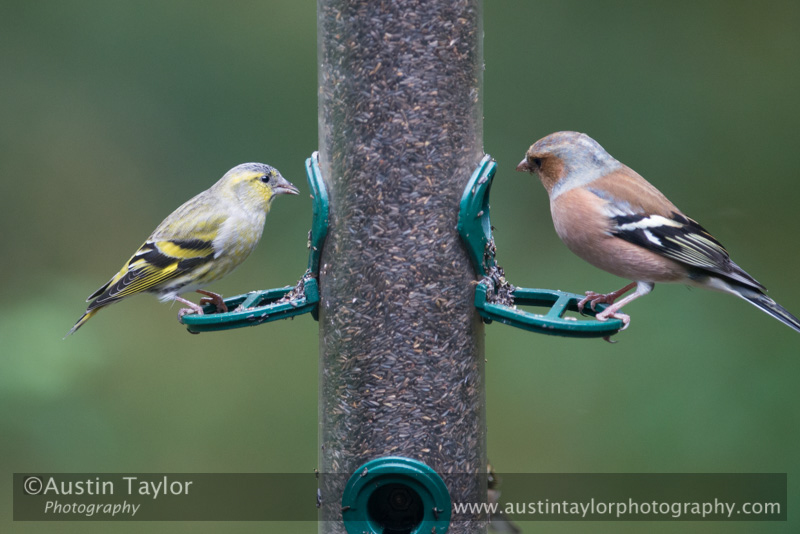 Siskin and Chaffinch at Loch of the Lowes on Day 6 Loch of the Lowes, Cally Woods to Mill Dam (north of Dunkeld) - 2013-10-09_16 Kindrogan - Field Studies Council Autumn Birds and Migration course at Kindrogran, near Enochdhu, Blairgowrie, Perth and Kinross