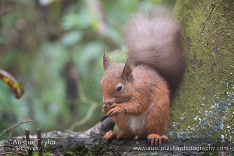 Red Squirrel at Loch of the Lowes on Day 6 Loch of the Lowes, Cally Woods to Mill Dam (north of Dunkeld) - 2013-10-09_16 Kindrogan - Field Studies Council Autumn Birds and Migration course at Kindrogran, near Enochdhu, Blairgowrie, Perth and Kinross