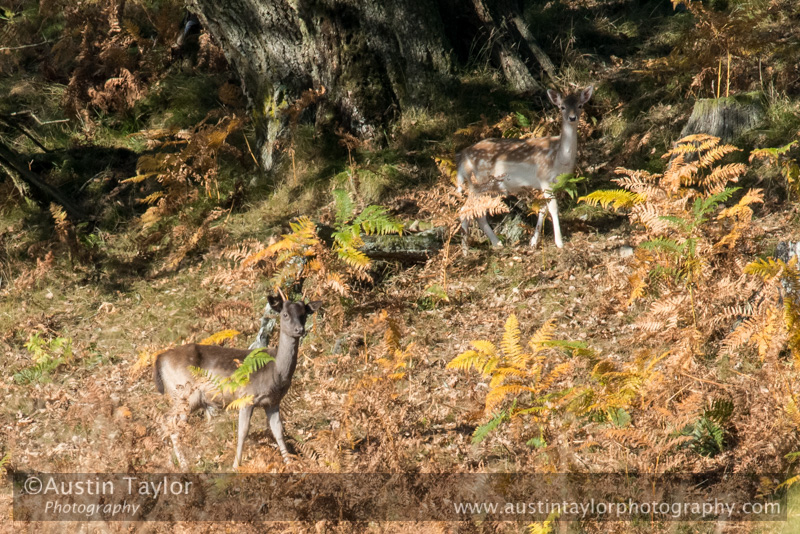 Fallow Deer in Cally Woods on day 6 Loch of the Lowes, Cally Woods to Mill Dam (north of Dunkeld) - 2013-10-09_16 Kindrogan - Field Studies Council Autumn Birds and Migration course at Kindrogran, near Enochdhu, Blairgowrie, Perth and Kinross