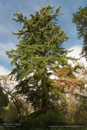 Douglas Fir at Day 1, Cateran Trail from the Centre to Kirkmichael 2013-10-09_16 Kindrogan - Field Studies Council Autumn Birds and Migration course at Kindrogran, near Enochdhu, Blairgowrie, Perth and Kinross