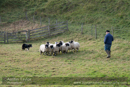 Day 1, Cateran Trail from the Centre to Kirkmichael 2013-10-09_16 Kindrogan - Field Studies Council Autumn Birds and Migration course at Kindrogran, near Enochdhu, Blairgowrie, Perth and Kinross