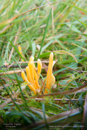 Clavulinopsis luteoalba Apricot Club fungus on Day 1, Cateran Trail from the Centre to Kirkmichael 2013-10-09_16 Kindrogan - Field Studies Council Autumn Birds and Migration course at Kindrogran, near Enochdhu, Blairgowrie, Perth and Kinross