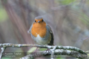 Robin - Day 1, Cateran Trail from the Centre to Kirkmichael - 2013-10-09_16 Kindrogan - Field Studies Council Autumn Birds and Migration course at Kindrogran, near Enochdhu, Blairgowrie, Perth and Kinross