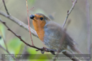 Robin - Day 1, Cateran Trail from the Centre to Kirkmichael - 2013-10-09_16 Kindrogan - Field Studies Council Autumn Birds and Migration course at Kindrogran, near Enochdhu, Blairgowrie, Perth and Kinross