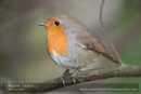 Robin - Day 1, Cateran Trail from the Centre to Kirkmichael - 2013-10-09_16 Kindrogan - Field Studies Council Autumn Birds and Migration course at Kindrogran, near Enochdhu, Blairgowrie, Perth and Kinross
