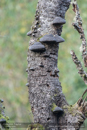 Tree fungus - Day 1, Cateran Trail from the Centre to Kirkmichael - 2013-10-09_16 Kindrogan - Field Studies Council Autumn Birds and Migration course at Kindrogran, near Enochdhu, Blairgowrie, Perth and Kinross