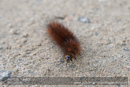 Caterpillar - Day 1, Cateran Trail from the Centre to Kirkmichael - 2013-10-09_16 Kindrogan - Field Studies Council Autumn Birds and Migration course at Kindrogran, near Enochdhu, Blairgowrie, Perth and Kinross