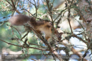 Red Squirrel - Loch Morlich and Glenmore Forest - Day 2 Speyside 2013-10-09_16 Kindrogan - Field Studies Council Autumn Birds and Migration course at Kindrogran, near Enochdhu, Blairgowrie, Perth and Kinross