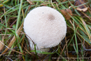 Mushrooms and fungus at Rothiemurchus Forest - Day 2 Speyside 2013-10-09_16 Kindrogan - Field Studies Council Autumn Birds and Migration course at Kindrogran, near Enochdhu, Blairgowrie, Perth and Kinross