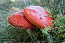 Mushrooms and fungus at Rothiemurchus Forest - Day 2 Speyside 2013-10-09_16 Kindrogan - Field Studies Council Autumn Birds and Migration course at Kindrogran, near Enochdhu, Blairgowrie, Perth and Kinross