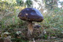 Mushrooms and fungus at Rothiemurchus Forest - Day 2 Speyside 2013-10-09_16 Kindrogan - Field Studies Council Autumn Birds and Migration course at Kindrogran, near Enochdhu, Blairgowrie, Perth and Kinross