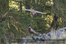 Pheasant at Drumore Loch - Day 3 Local Lochs - Drumore, Backwater Reservoir, RSPB Loch of Kinnordy and SWT Lintrathan Loch - 2013-10-09_16 Kindrogan - Field Studies Council Autumn Birds and Migration course at Kindrogran, near Enochdhu, Blairgowrie, Perth and Kinross