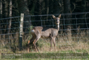 Roe Deer - Backwater Reservoir - Day 3 Local Lochs - Drumore, Backwater Reservoir, RSPB Loch of Kinnordy and SWT Lintrathan Loch - 2013-10-09_16 Kindrogan - Field Studies Council Autumn Birds and Migration course at Kindrogran, near Enochdhu, Blairgowrie, Perth and Kinross
