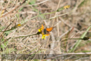 Small Copper butterfly on Autumn Hawk-bit - Day 3 Local Lochs - Drumore, Backwater Reservoir, RSPB Loch of Kinnordy and SWT Lintrathan Loch - 2013-10-09_16 Kindrogan - Field Studies Council Autumn Birds and Migration course at Kindrogran, near Enochdhu, Blairgowrie, Perth and Kinross